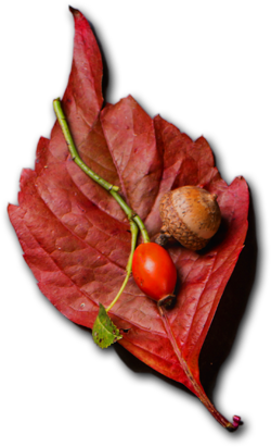 Kardem | Catering ve Toplu Yemek Hizmetleri